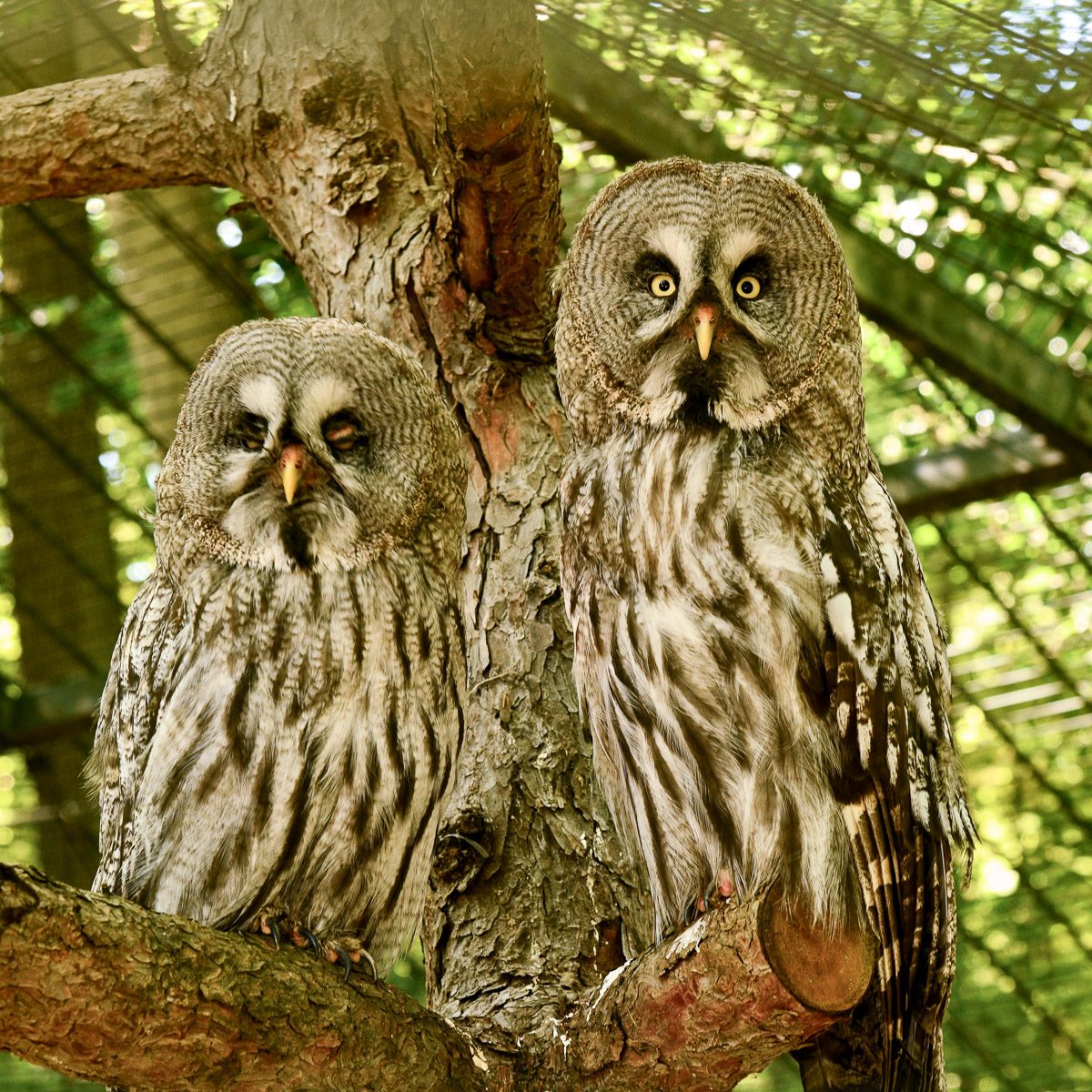 Bartkauz im Tierpark Gera