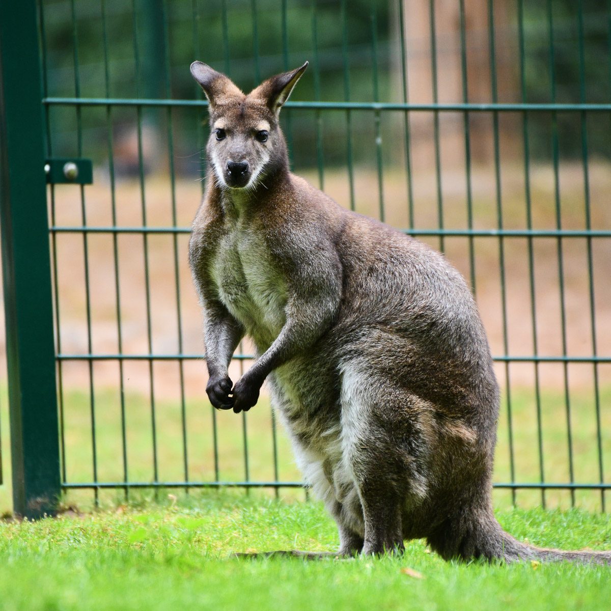 Bennettkänguru im Tierpark Gera