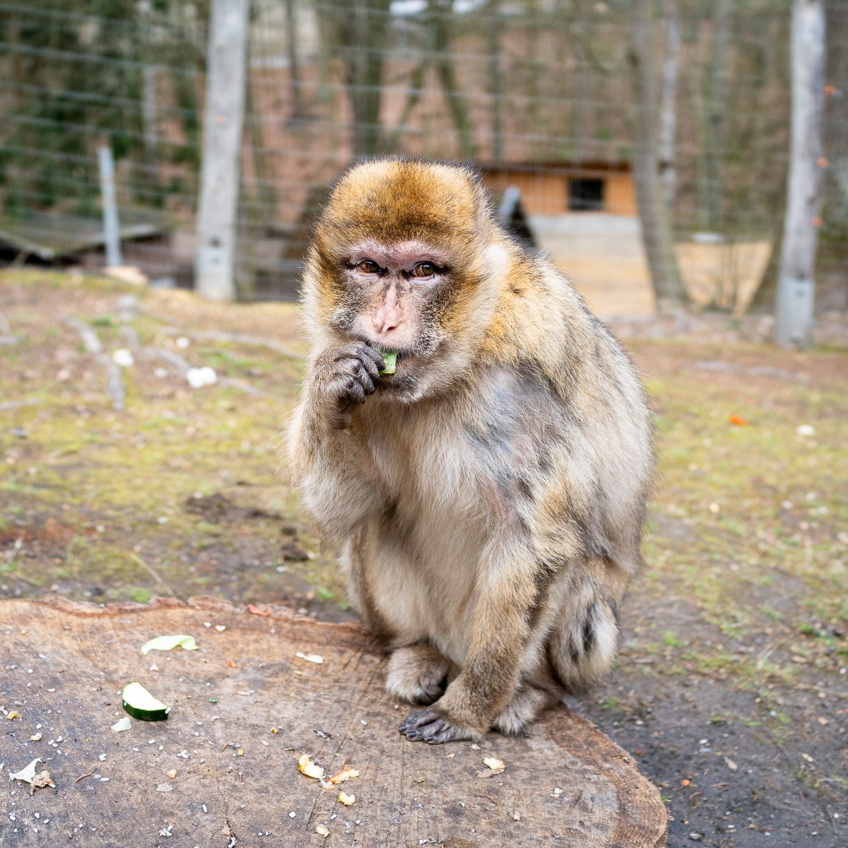 Berberaffe im Tierpark Gera