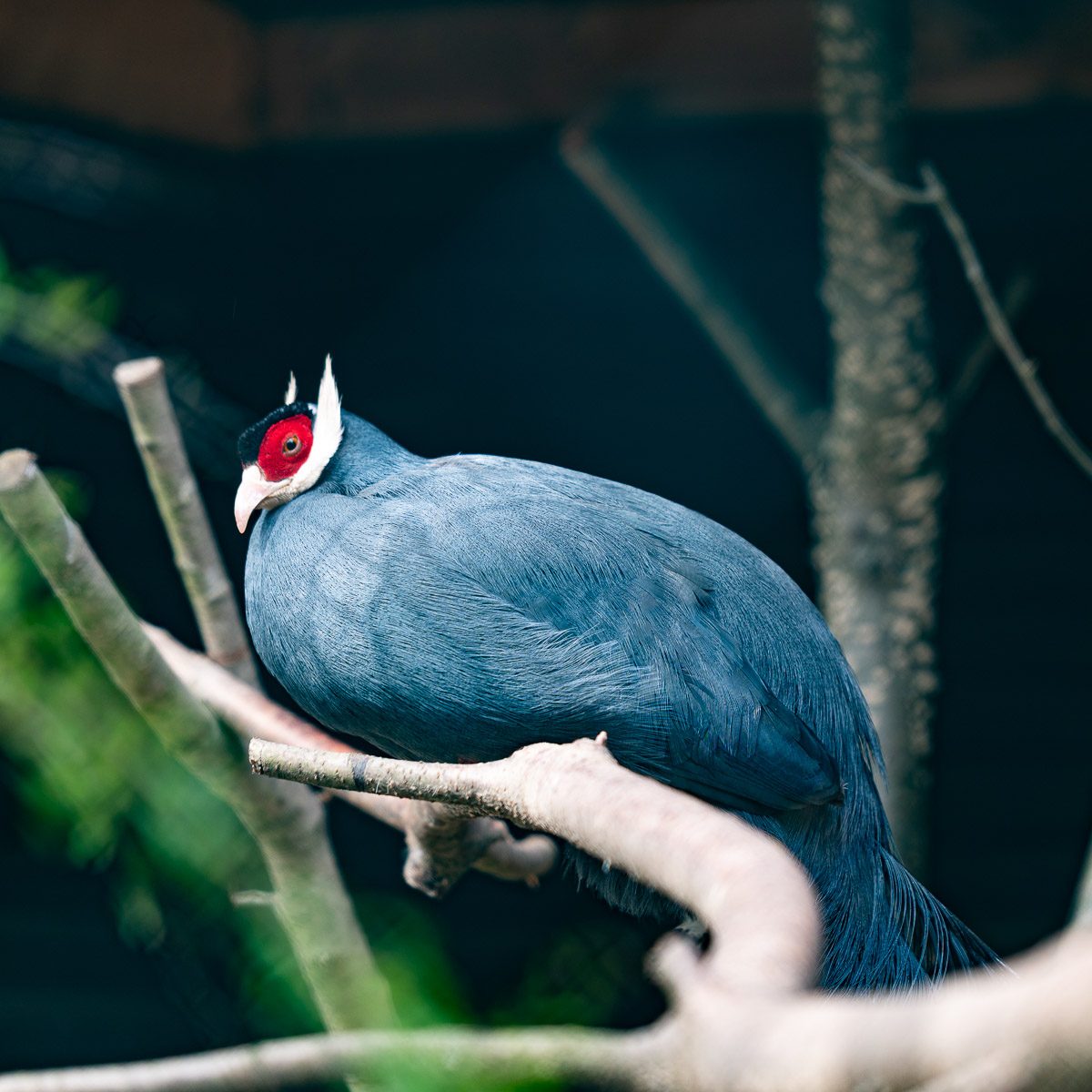Blauohrenfasan im Tierpark Gera