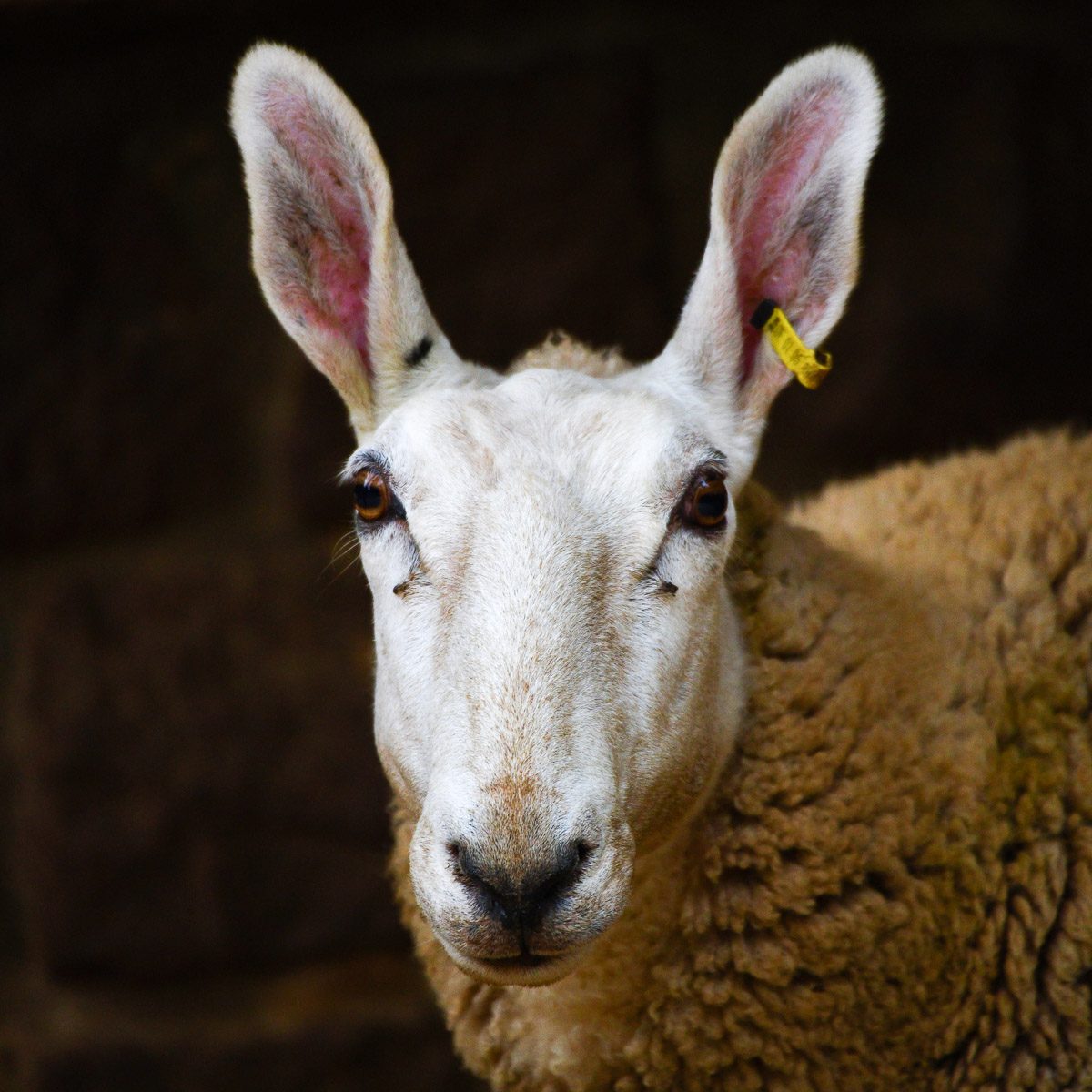 Border Leicester Schaf im Tierpark Gera