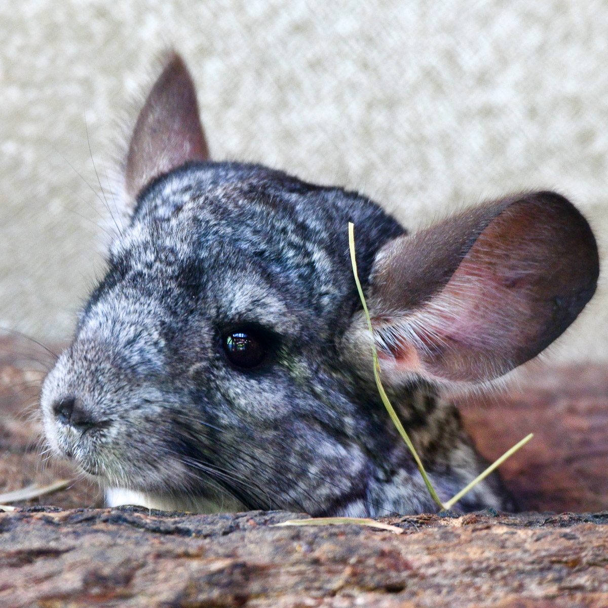Chinchilla im Tierpark Gera