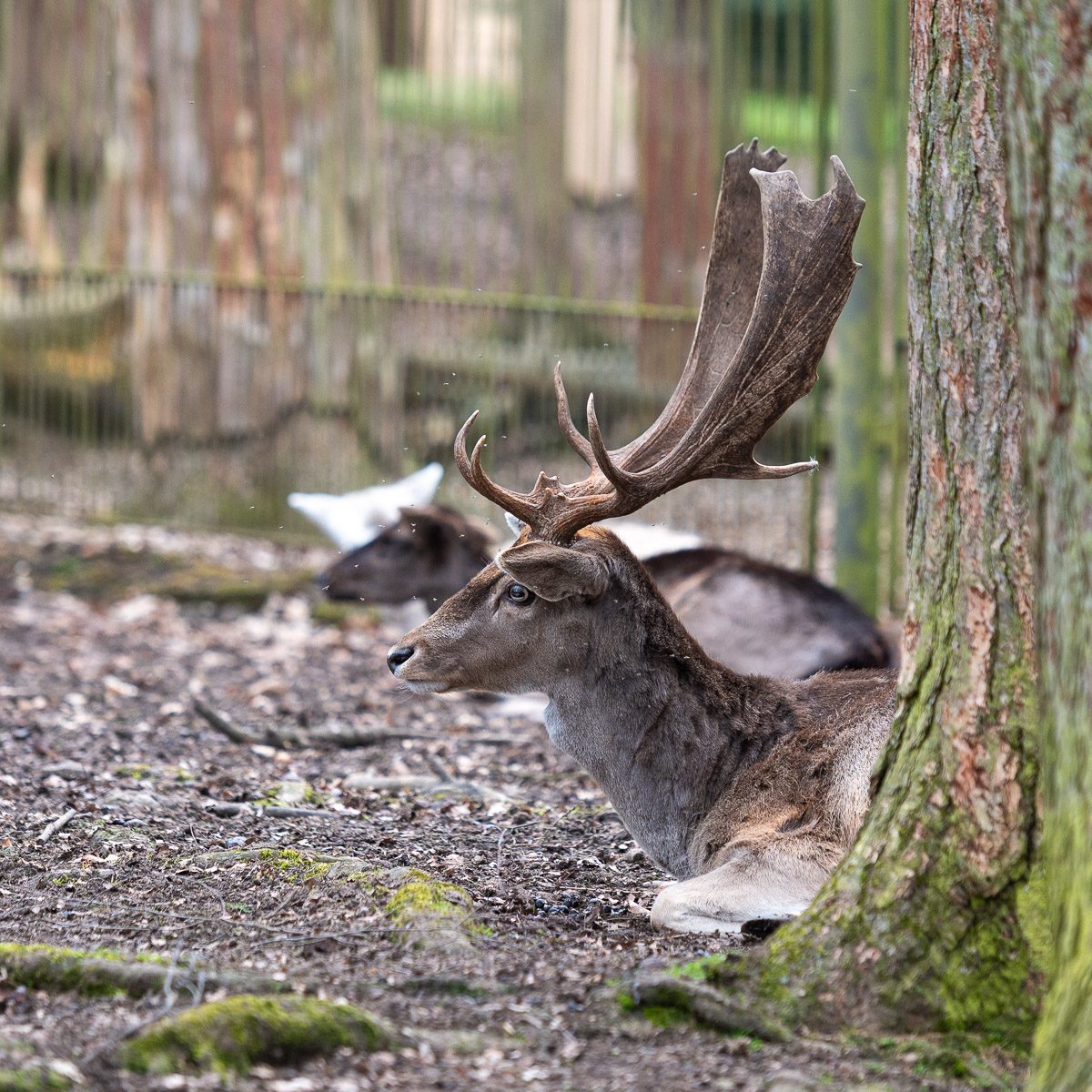 Damwild im Tierpark Gera