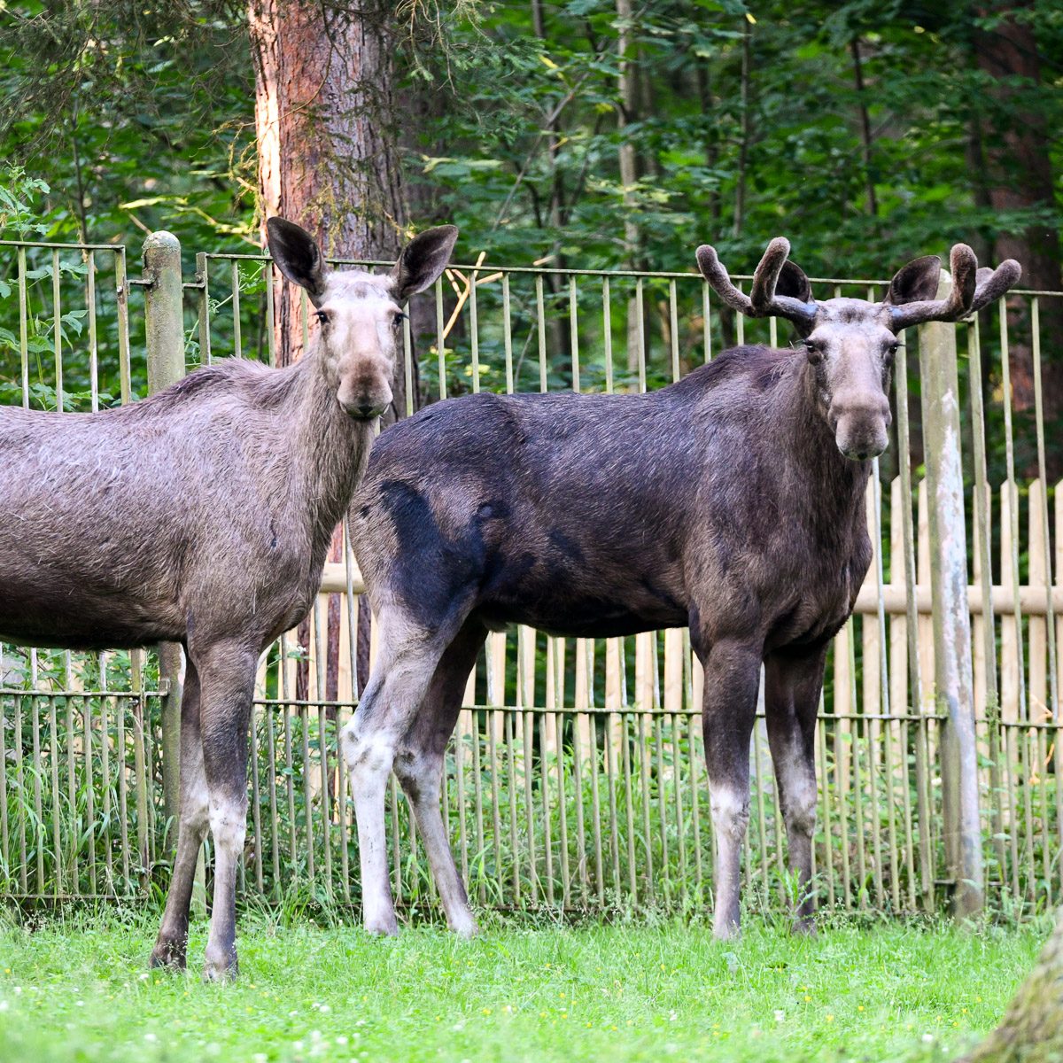 Europäische Elche im Tierpark Gera
