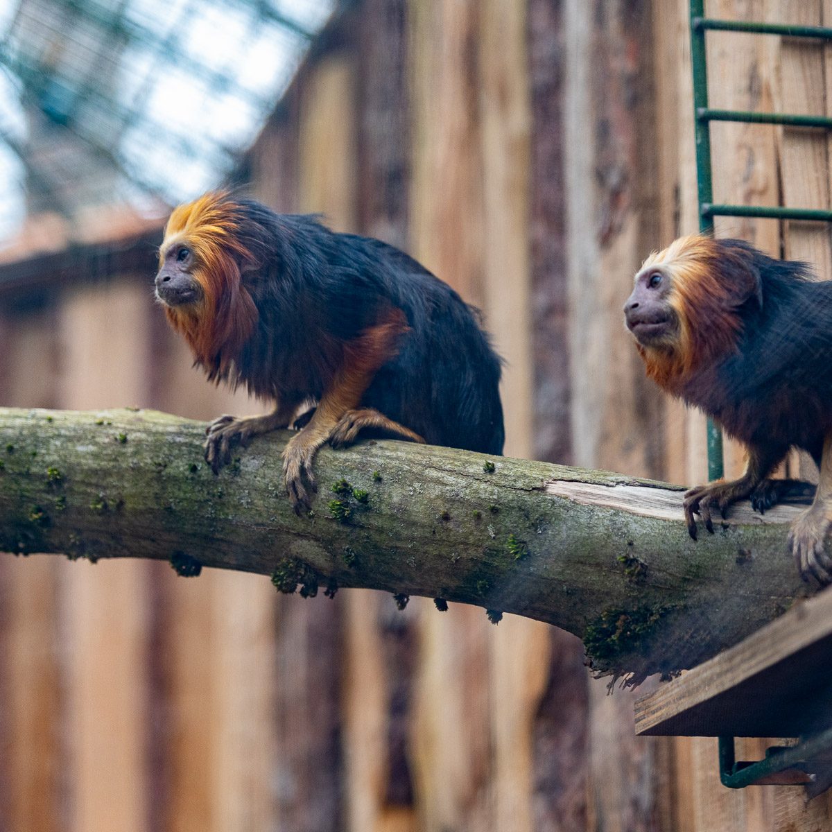 Goldkopflöwenäffchen im Tierpark Gera