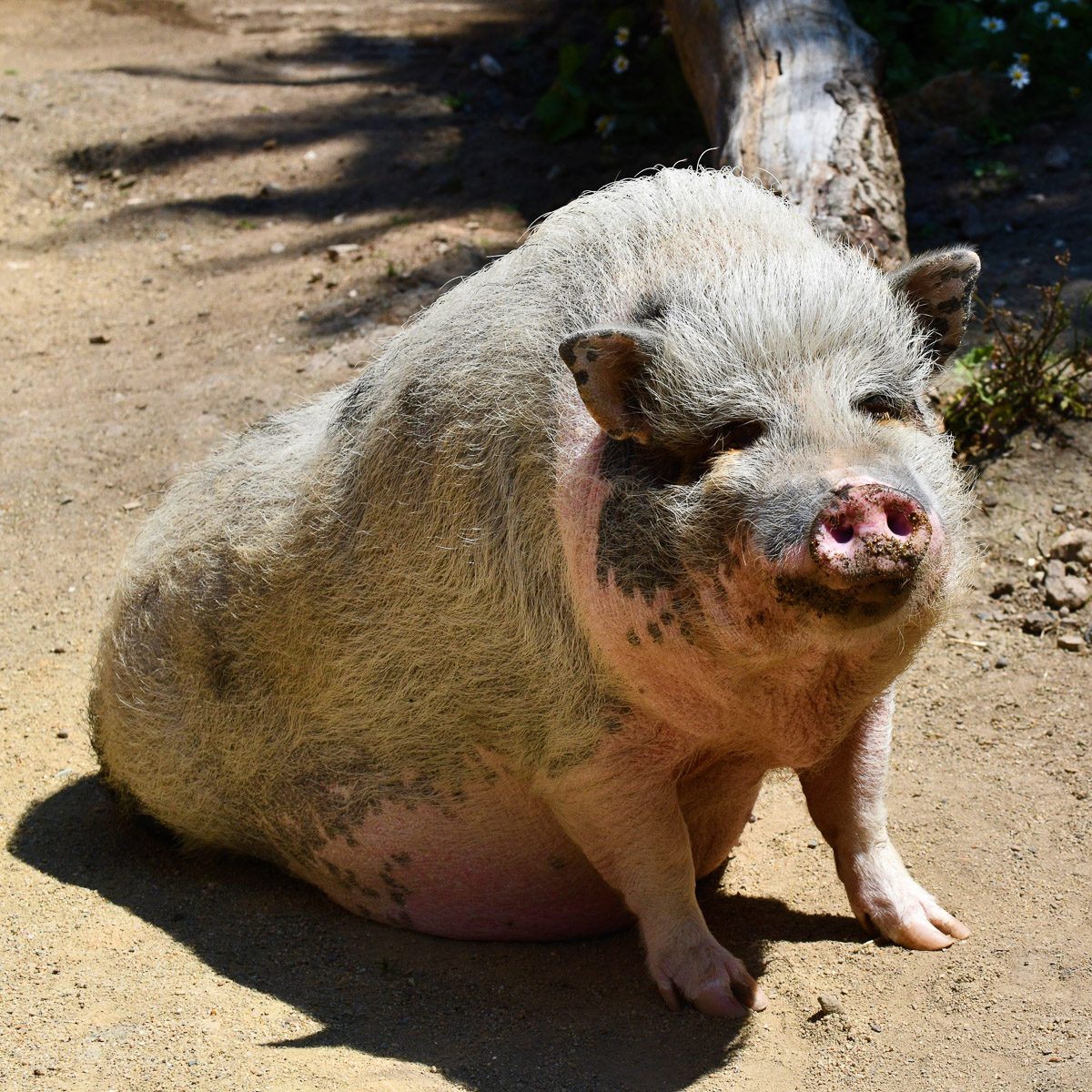 Husumer Protestschwein im Tierpark Gera