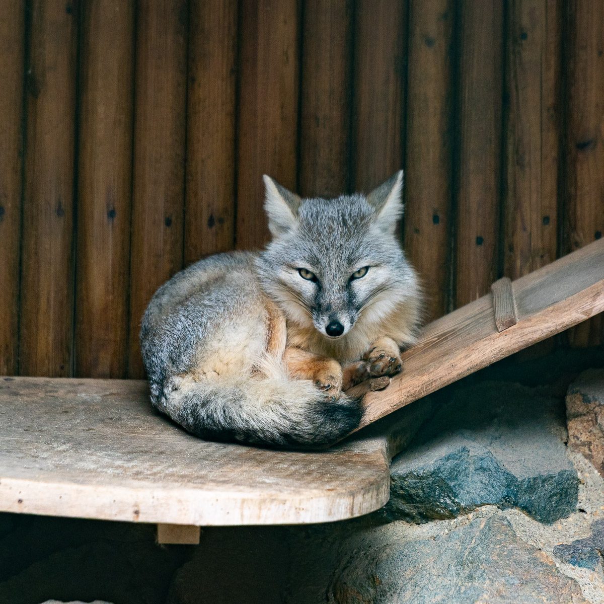 Korsakfuchs im Tierpark Gera