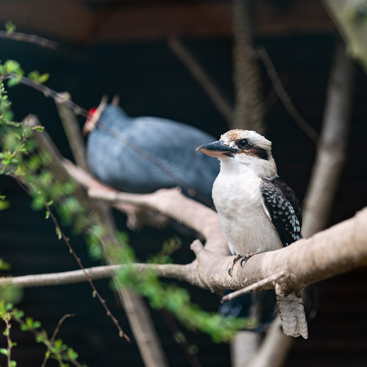 Lachender Hans im Tierpark Gera