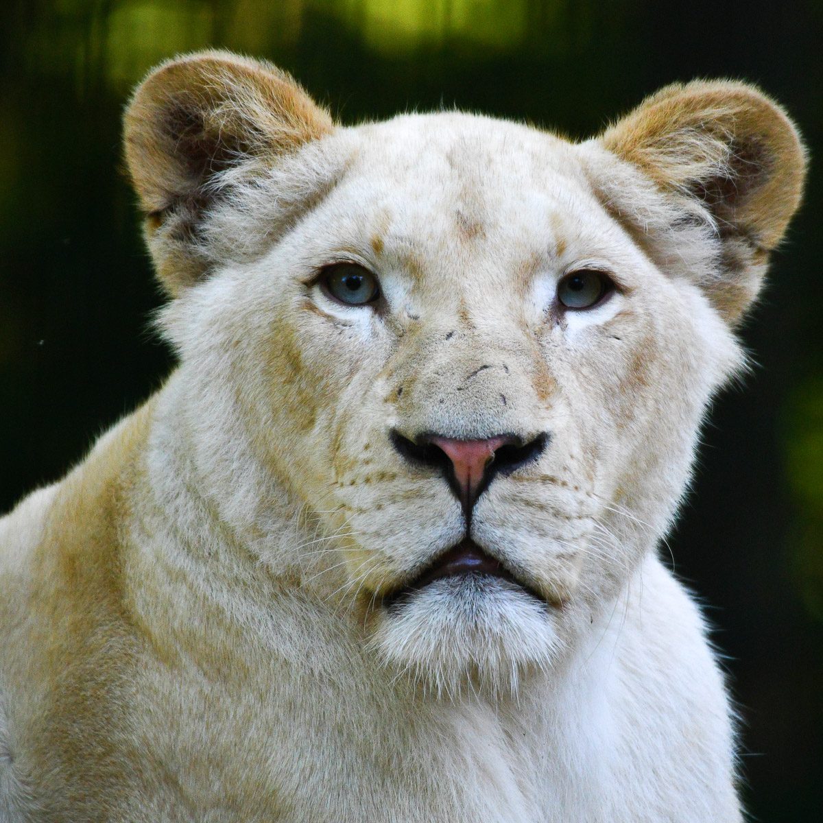 Löwen im Tierpark Gera