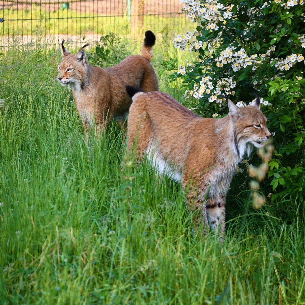 Luchs