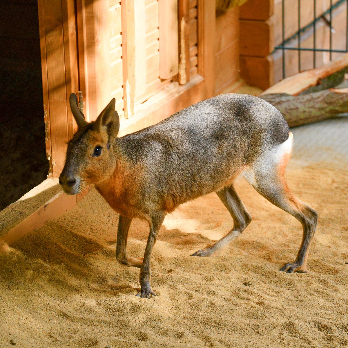 Mara im Tierpark Gera