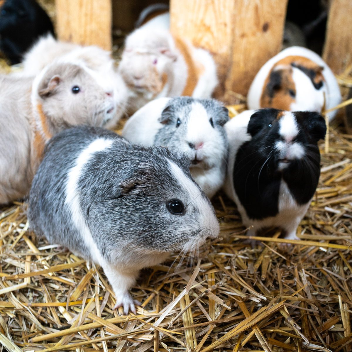 Meerschweinchen im Tierpark Gera