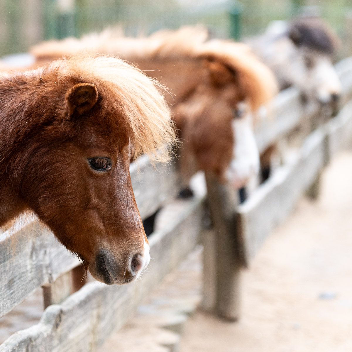 Minishetlandponys im Tierpark Gera