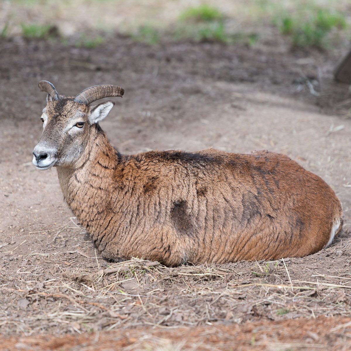 Mufflon im Tierpark Gera