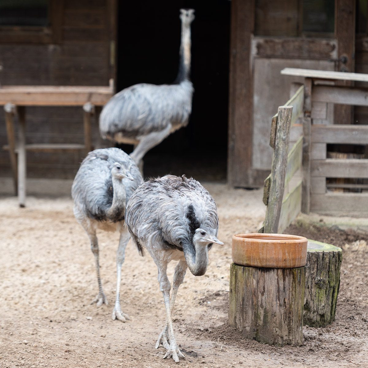 Nandu im Tierpark Gera