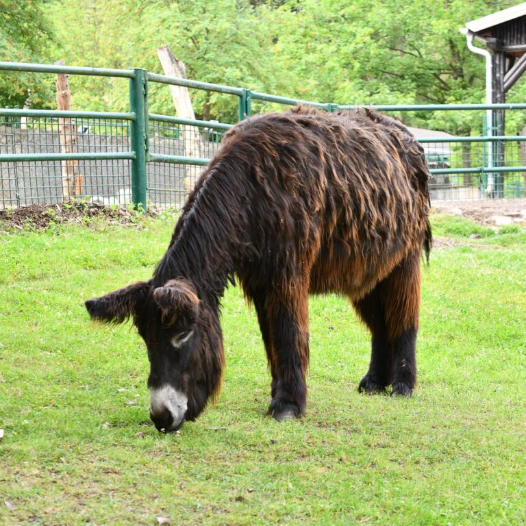 Poitou-Esel