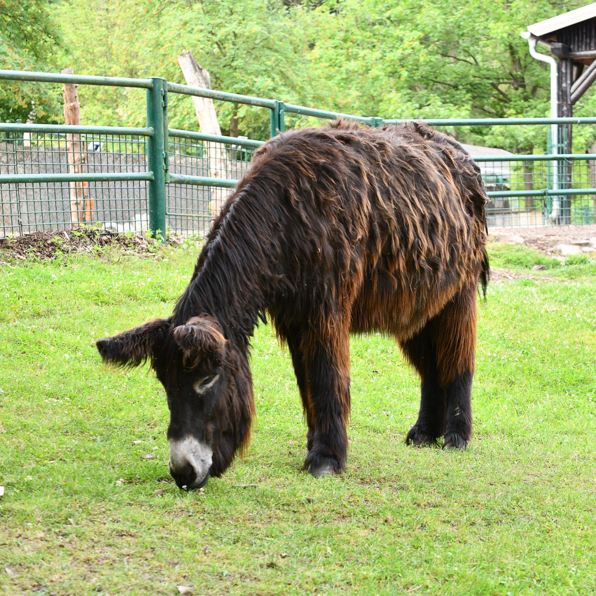 Poitou-Esel im Tierpark Gera