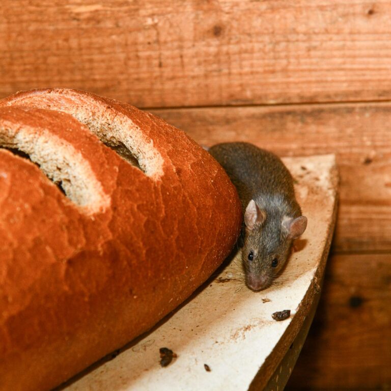 Ratte