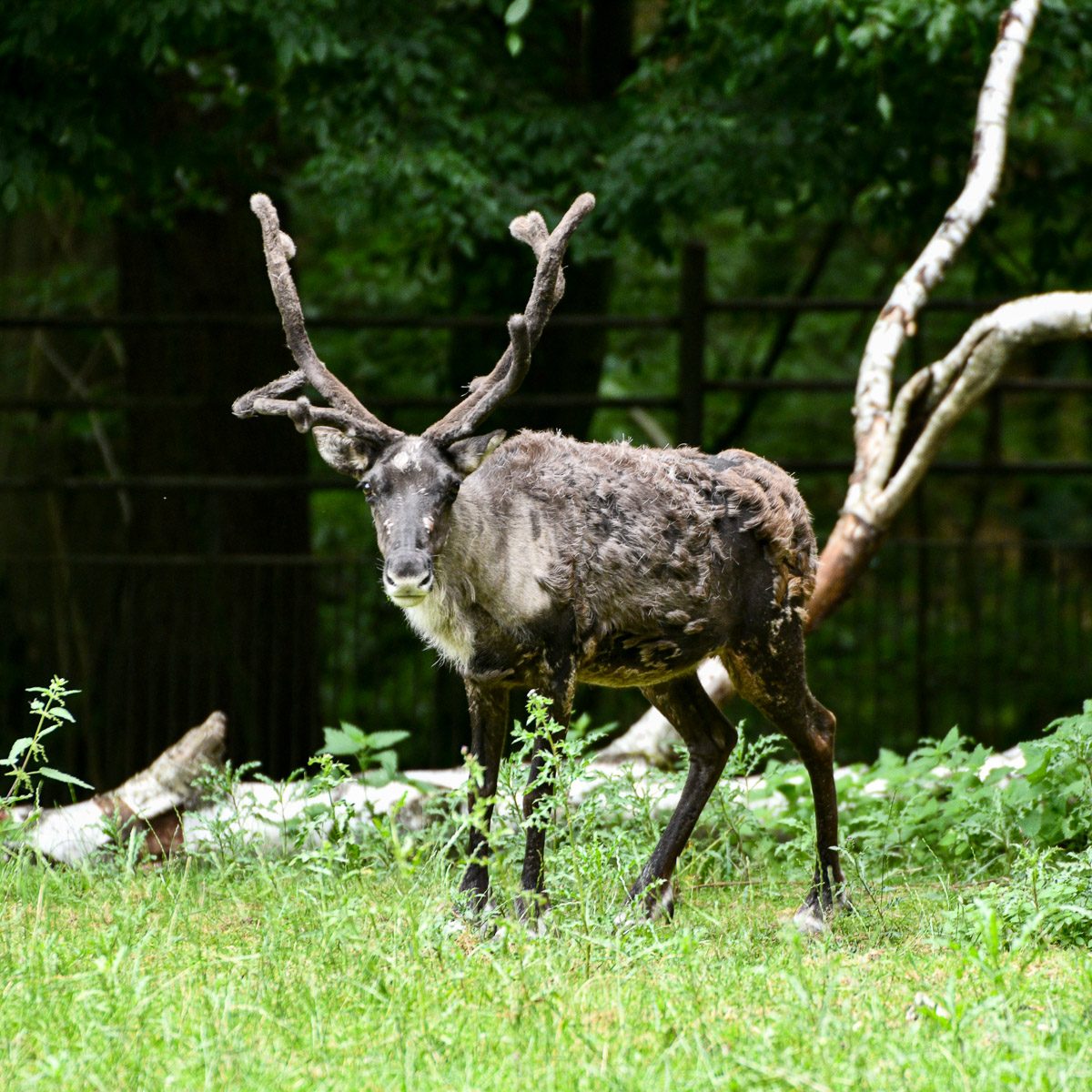 Rentier im Tierpark Gera