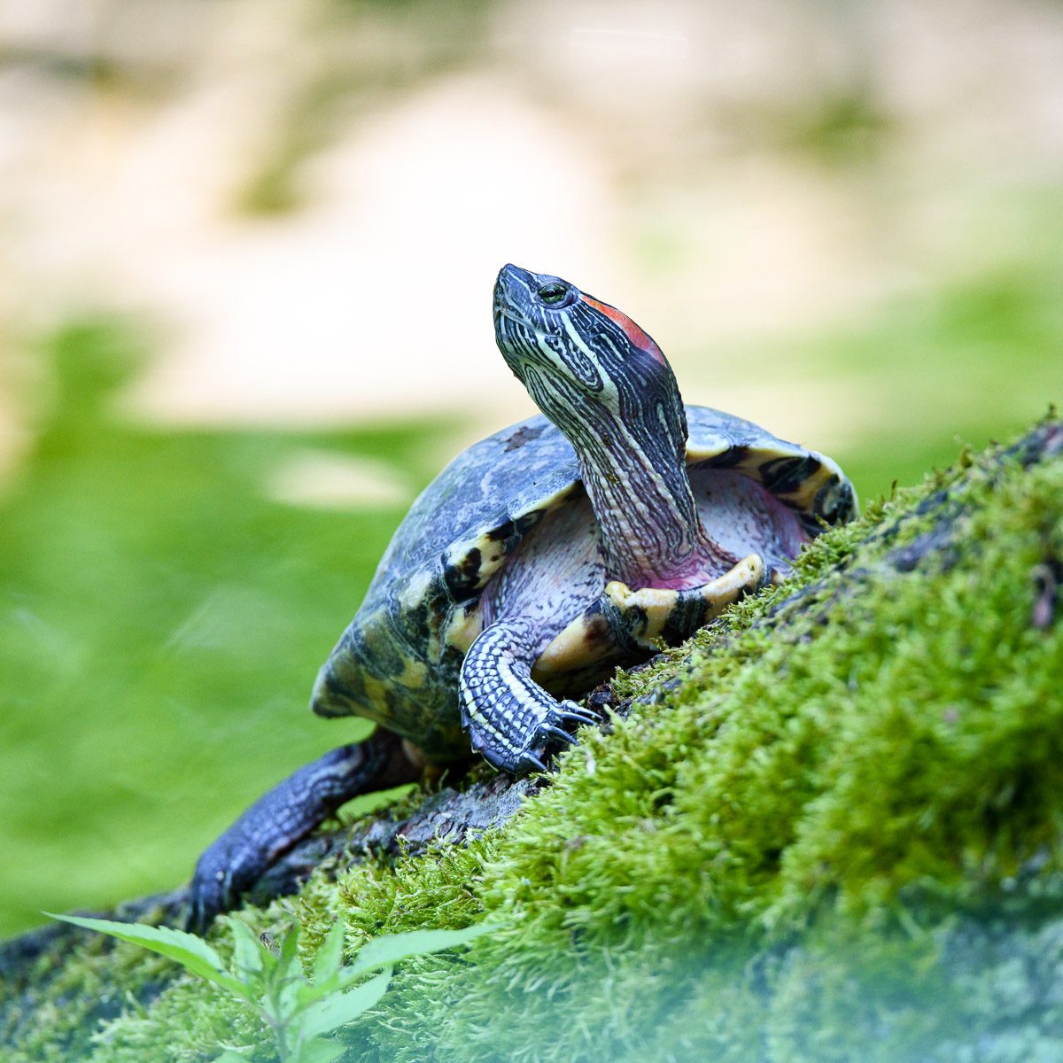 Rotwangenschildkröten im Tierpark Gera