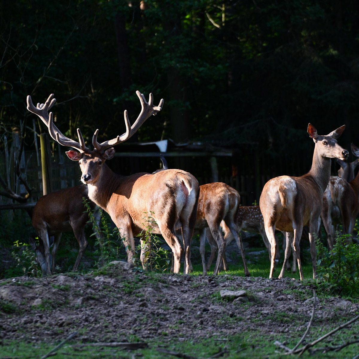 Rotwild im Tierpark Gera