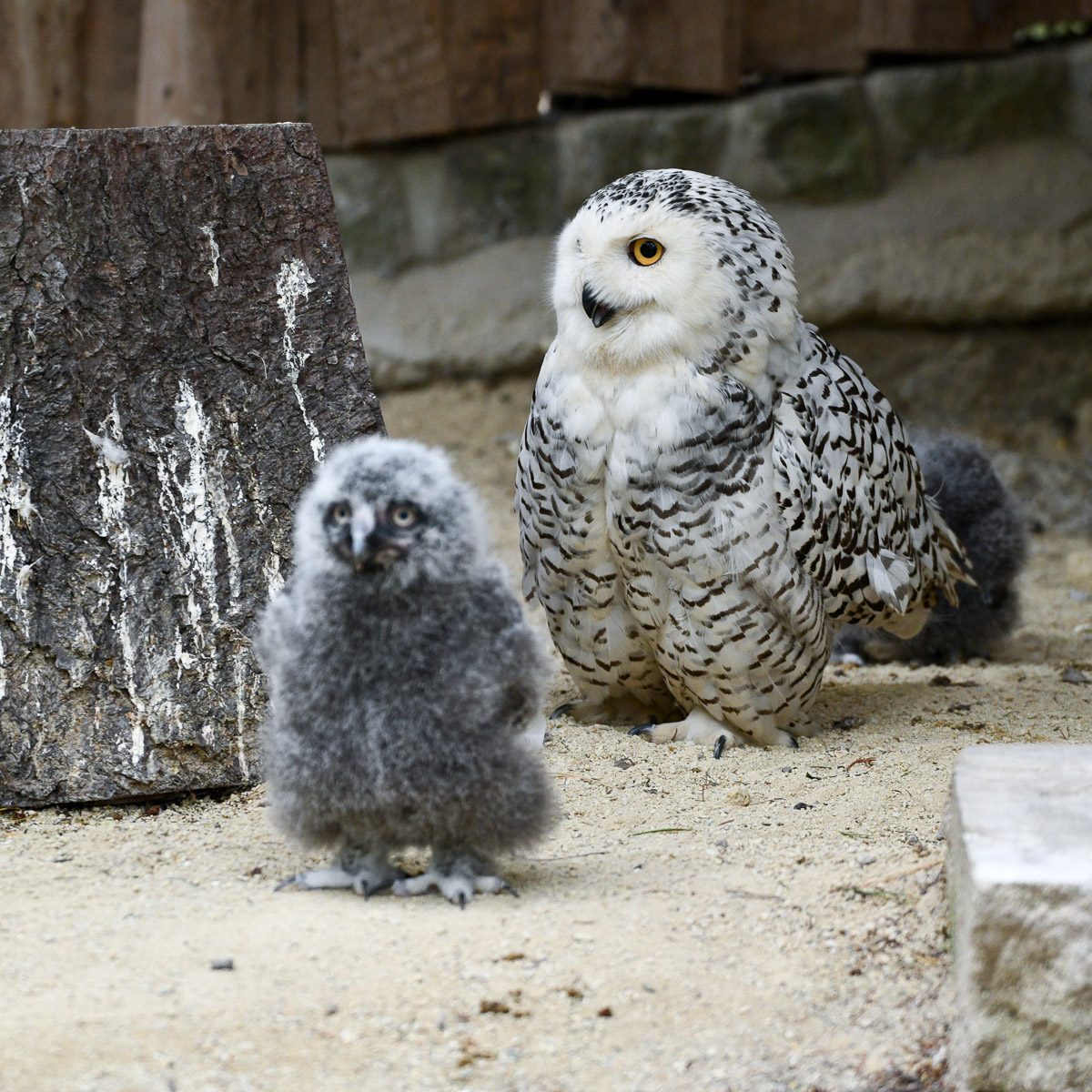 Schneeeule im Tierpark Gera