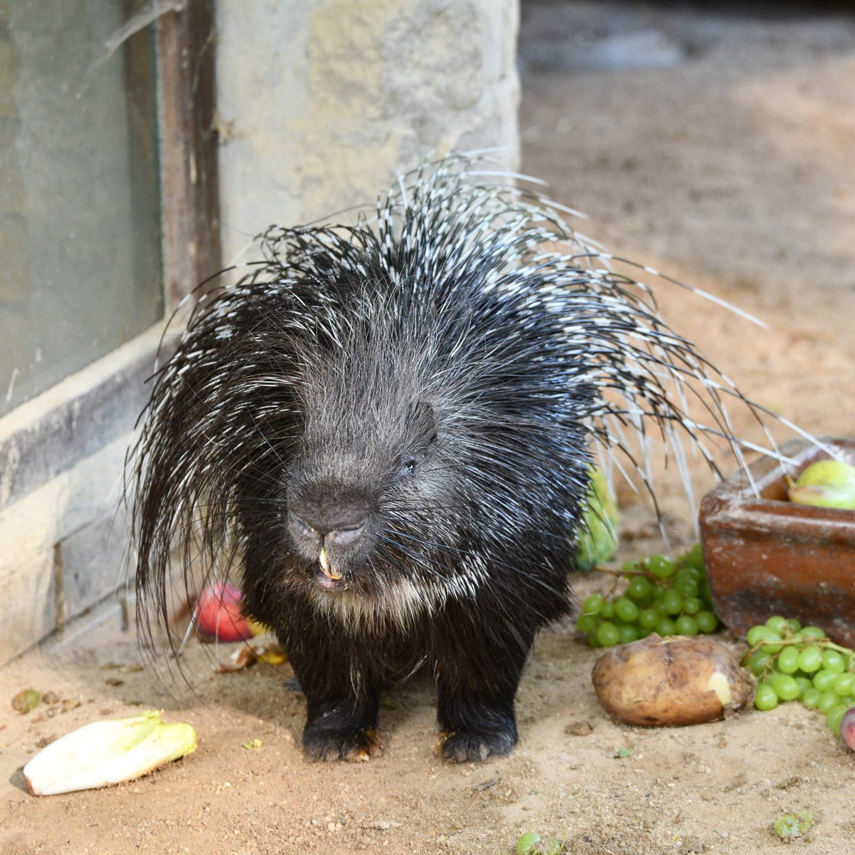 Stachelschwein im Tierpark Gera