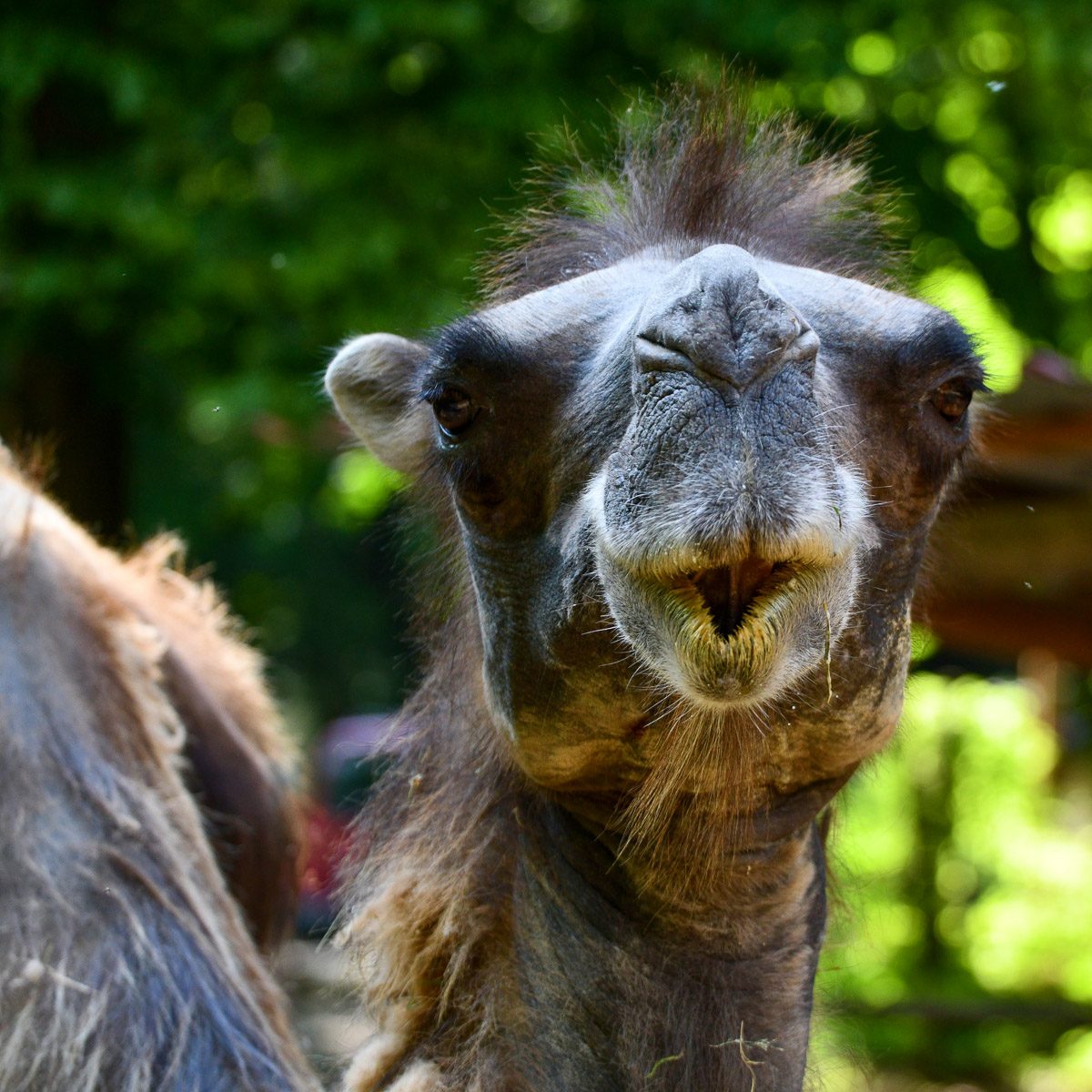 Trampeltier im Tierpark Gera