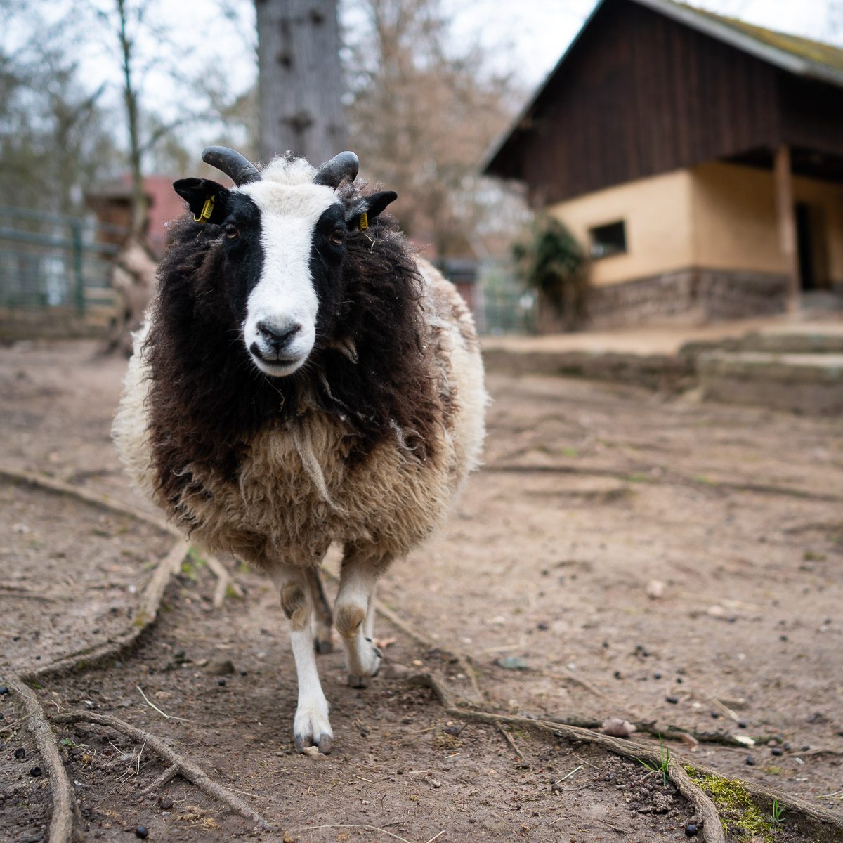 Vierhornschaf im Tierpark Gera