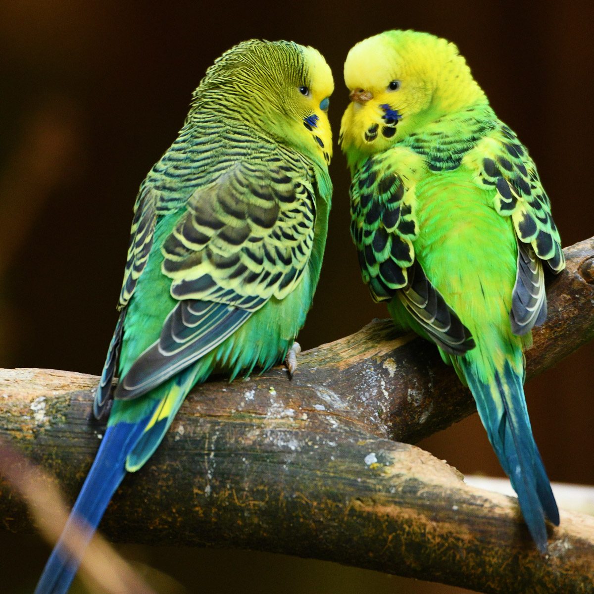 Wellensittich im Tierpark Gera