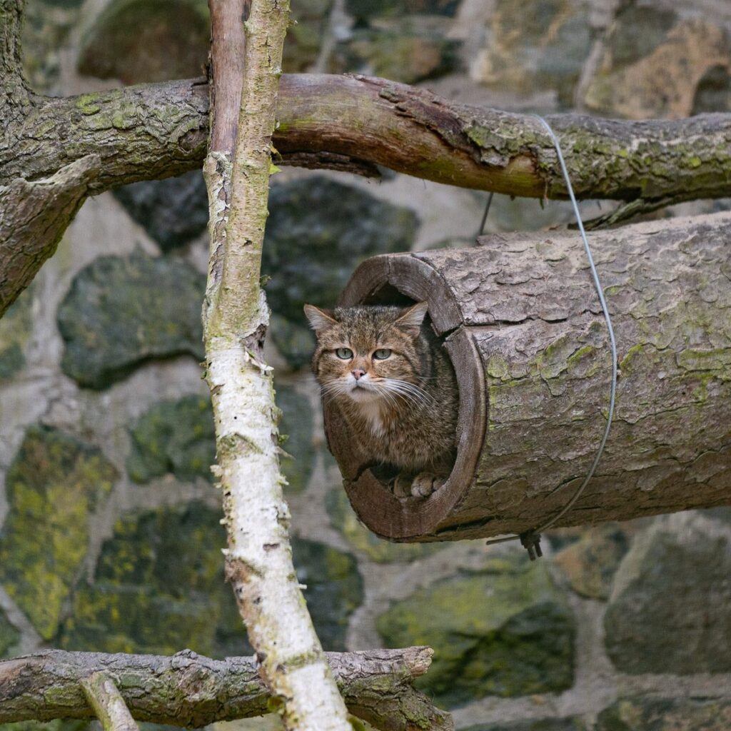Wildkatze
