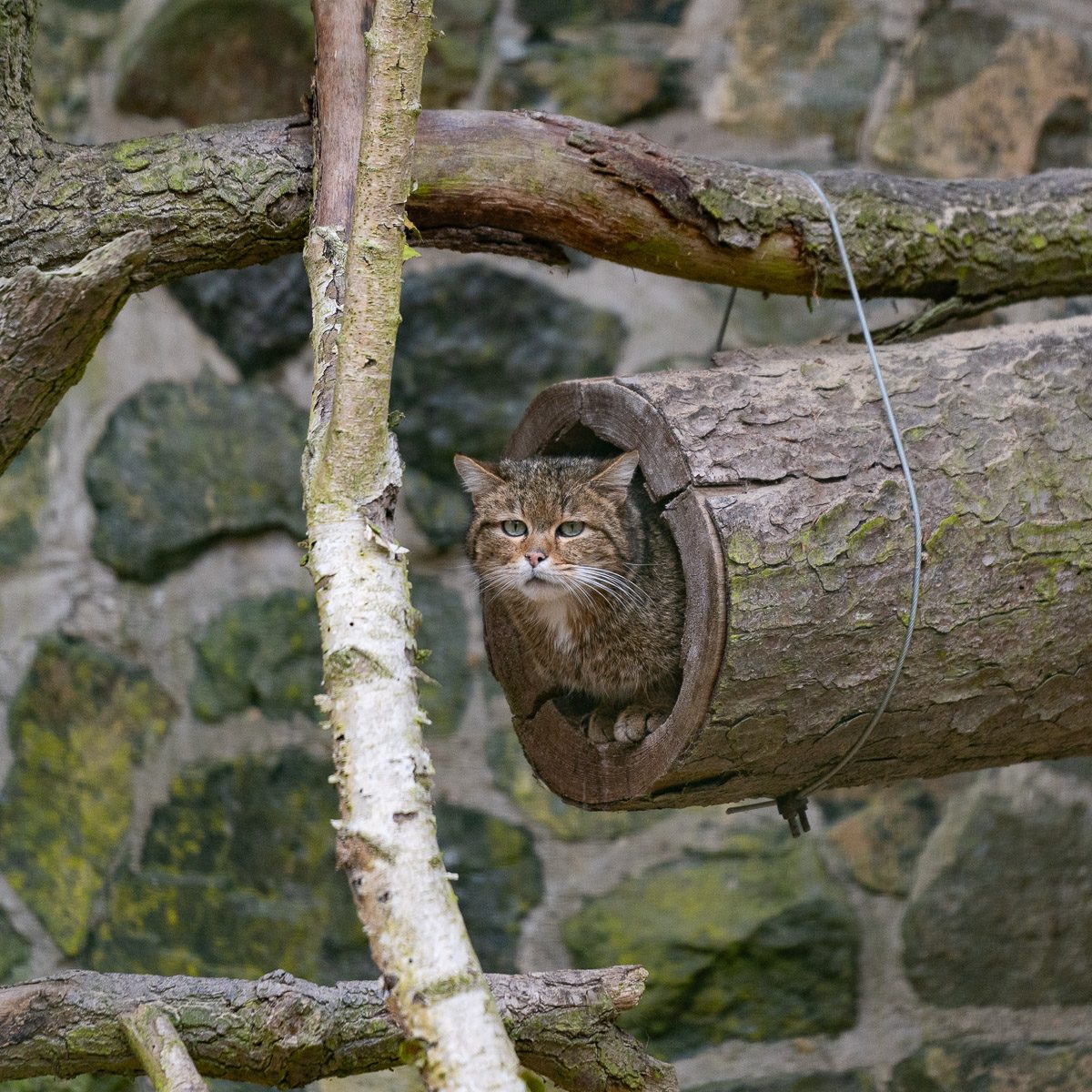 Wildkatze im Tierpark Gera