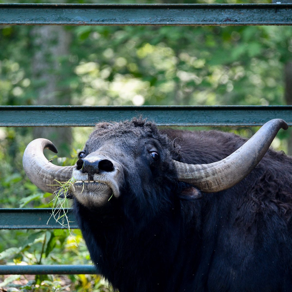 Hausyaks im Tierpark Gera