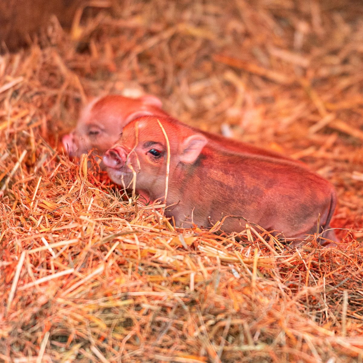 Yin Pointo Minischwein im Tierpark Gera