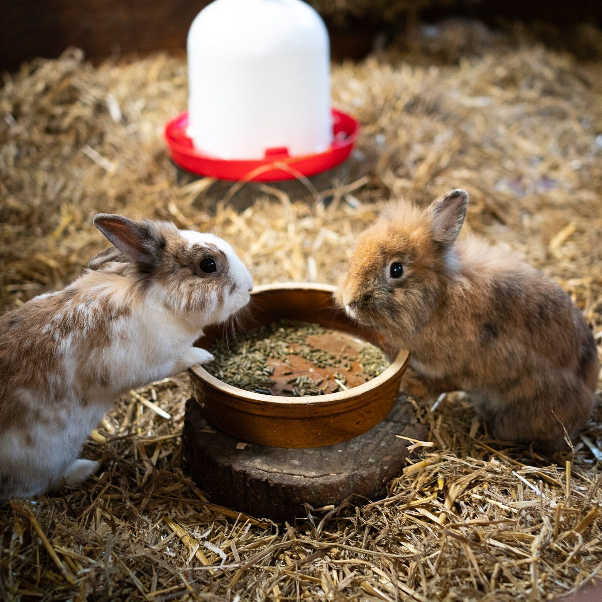 Zwergkaninchen im Tierpark Gera