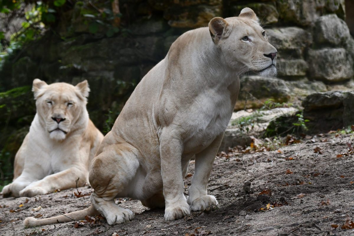 Aufforstung Parkgelände