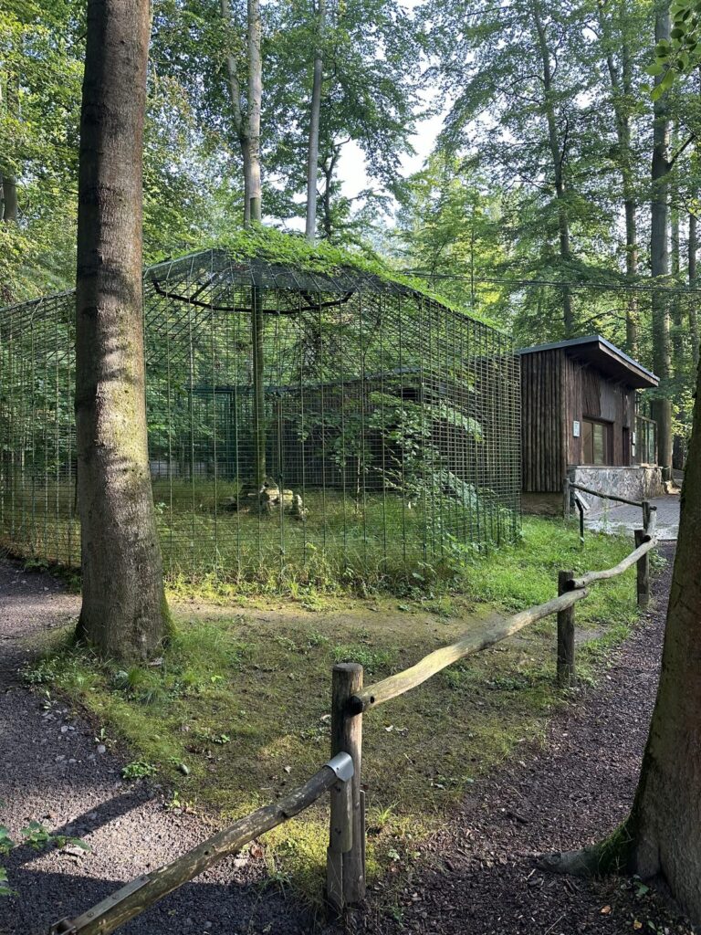 Gehege für die Meerkatzen