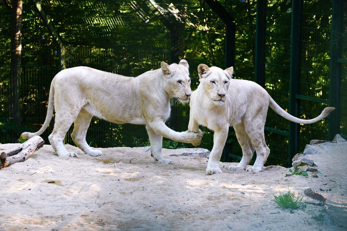 Löwe im Tierpark Gera