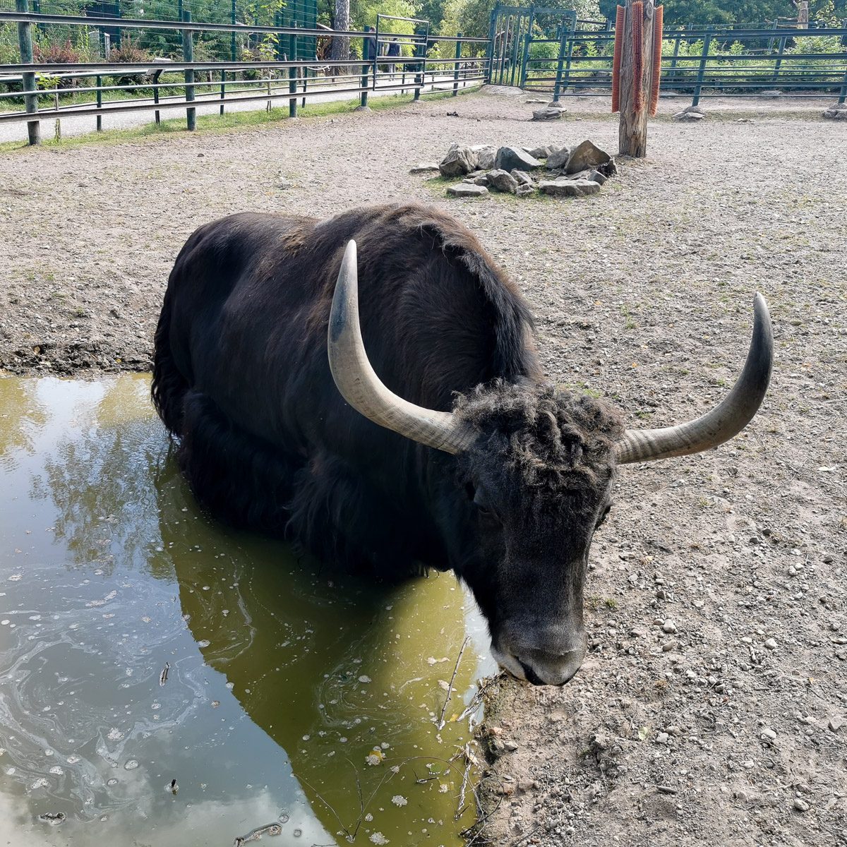 Yak im Tierpark Gera